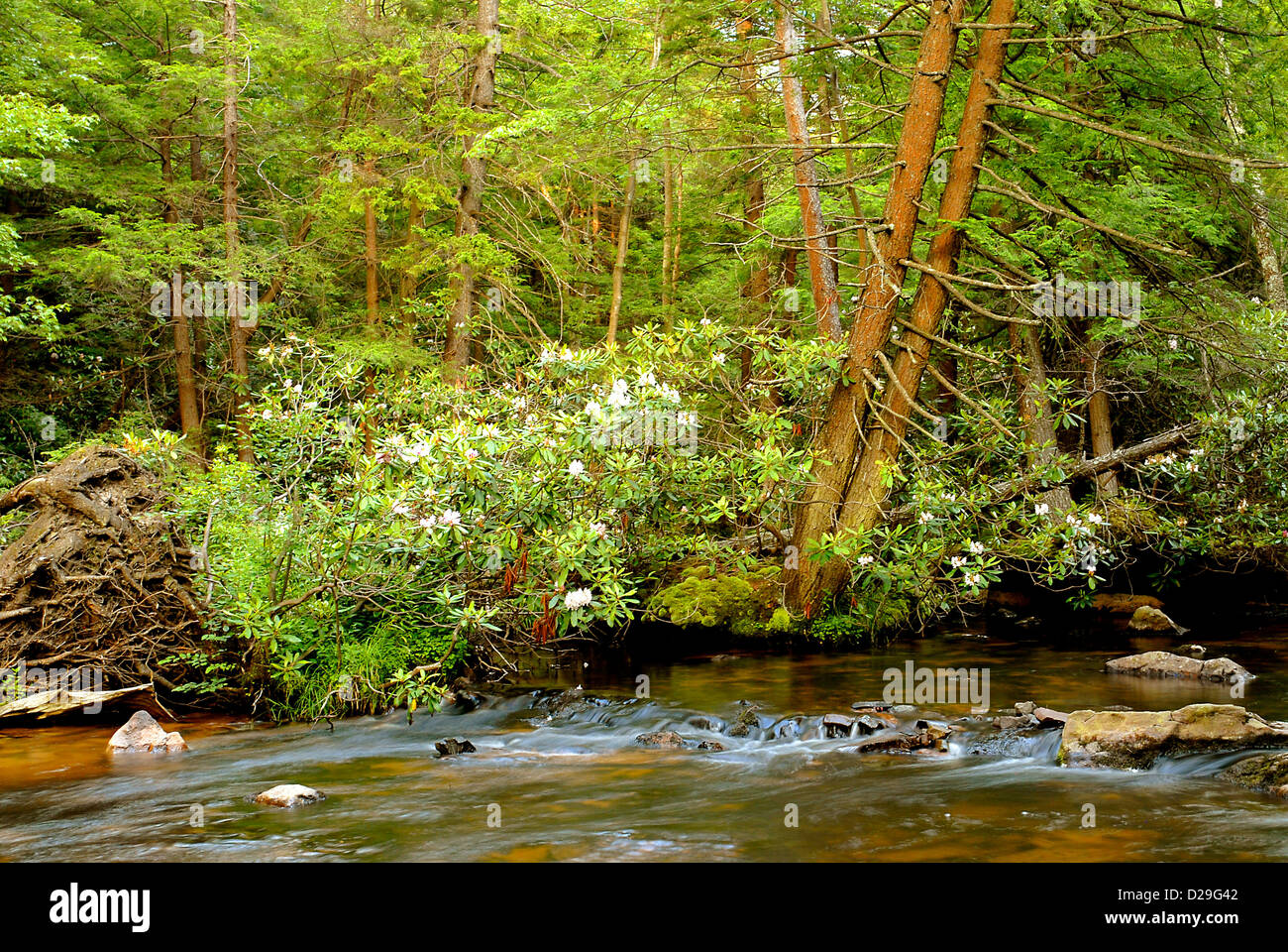 Pennsylvania Gebirgsbach, Summe Stockfoto