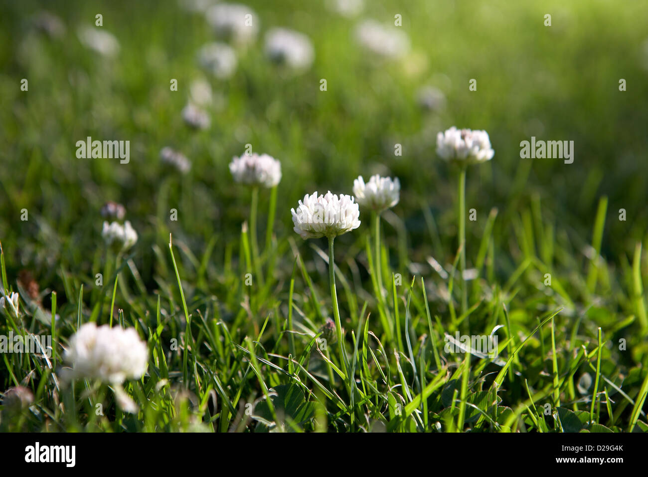 Klee-Blume auf einem Feld. LLeida. Spanien. Stockfoto