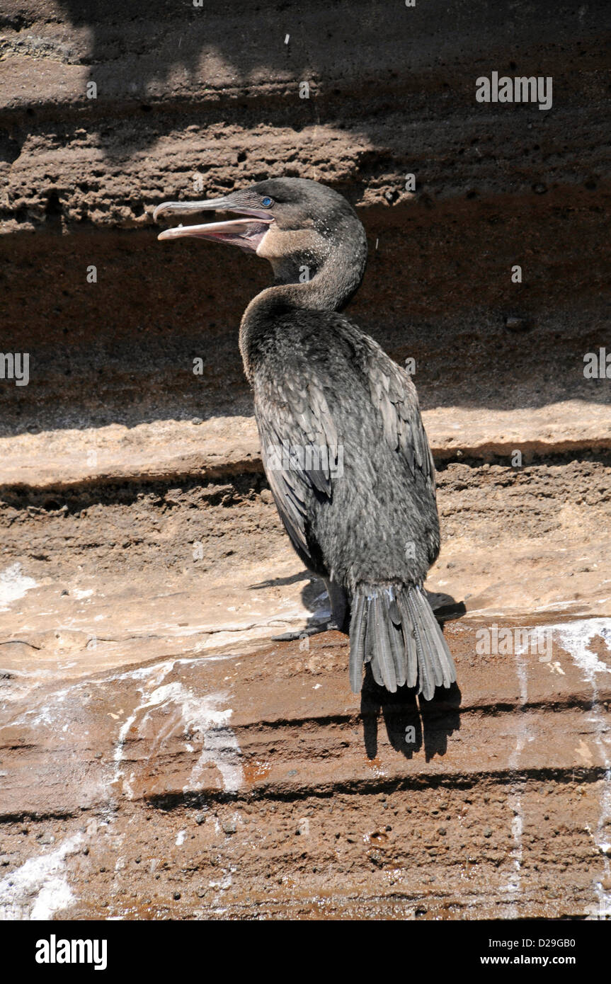 Ecuador, Galapagos-Inseln, flugunfähige Kormorane Stockfoto