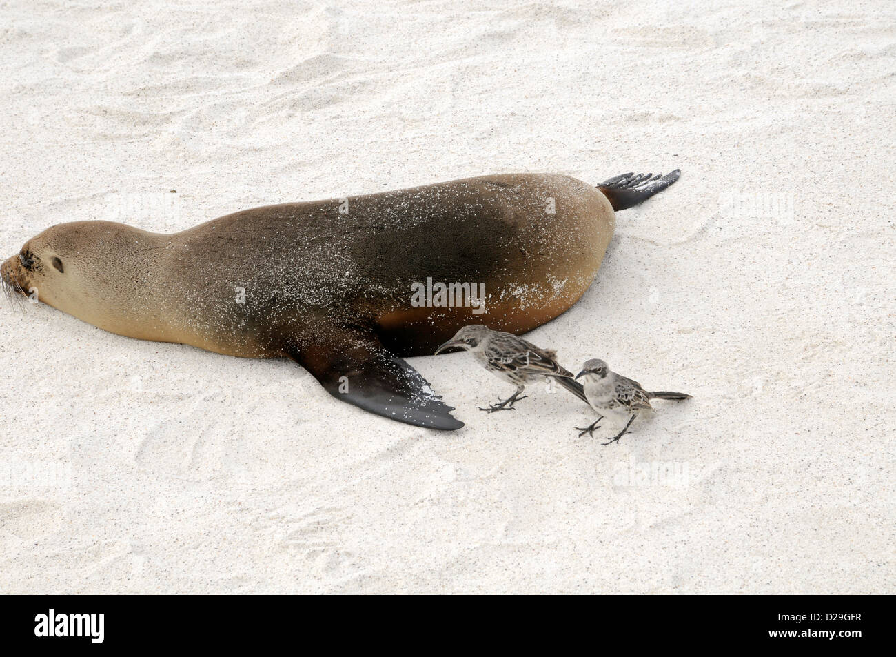 Ecuador, GalapagosInseln, Galapagos spöttisch Vögel, Beach, Sea Lion