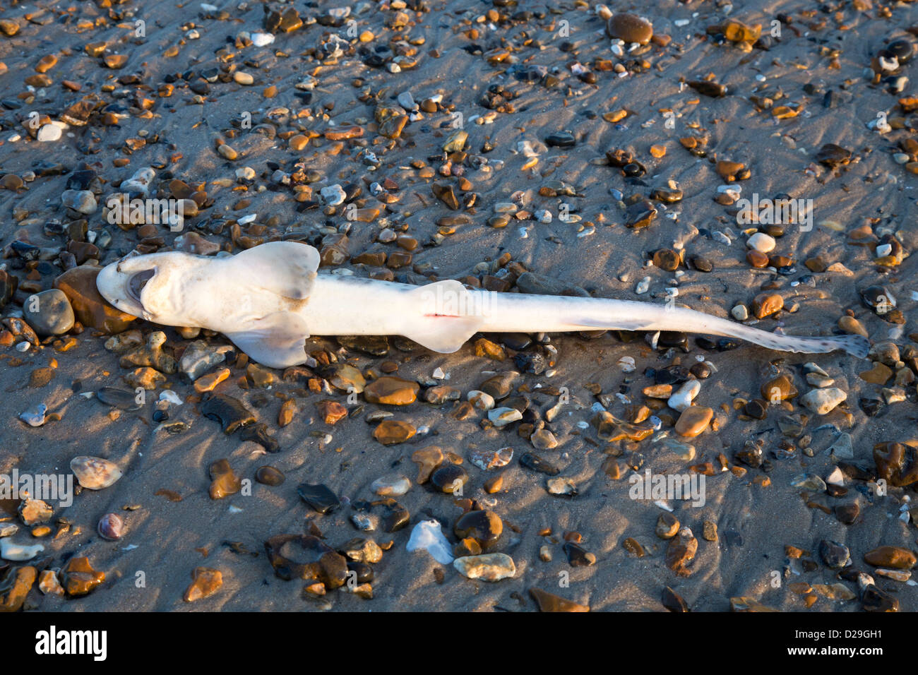 Dornhai, Scyliorhinus Canicula, auch bekannt als Rock Lachs Stockfoto