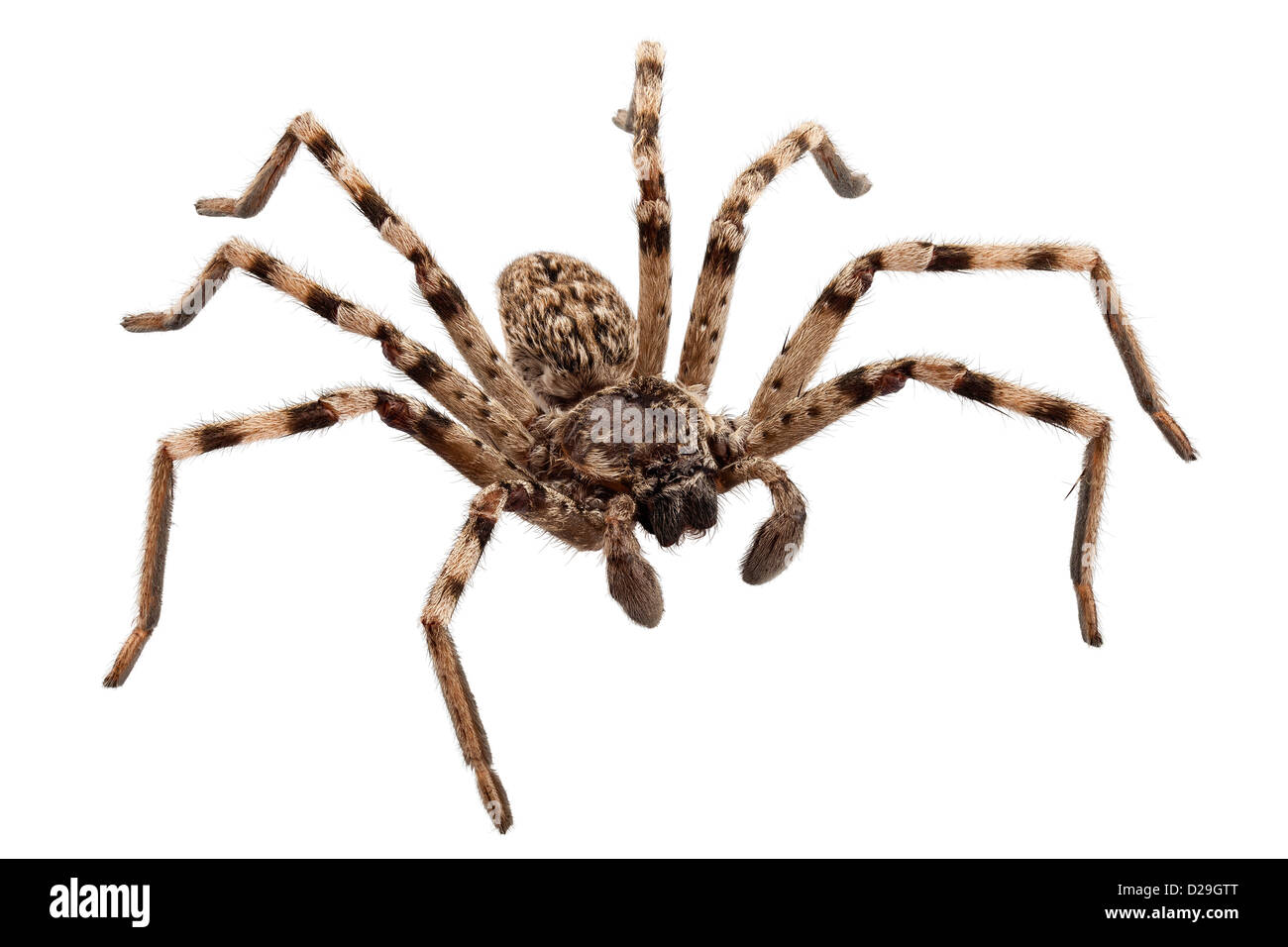 Wolfspinne Lycosa sp in high-definition Stockfoto