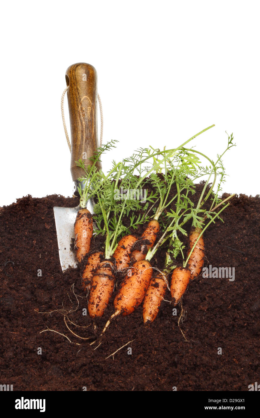 Ernte von Baby-Karotten im Boden mit einem Garten Kelle vor einem weißen Hintergrund Stockfoto