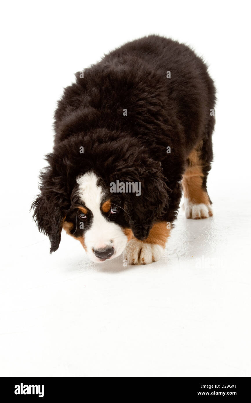 10 Wochen alten Berner Sennenhund Welpen Stockfoto