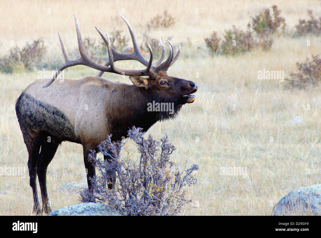 Ein Stier Elch bugles am Abend rief die Weibchen in Rocky Mountain Nationalpark, Colorado Stockfoto