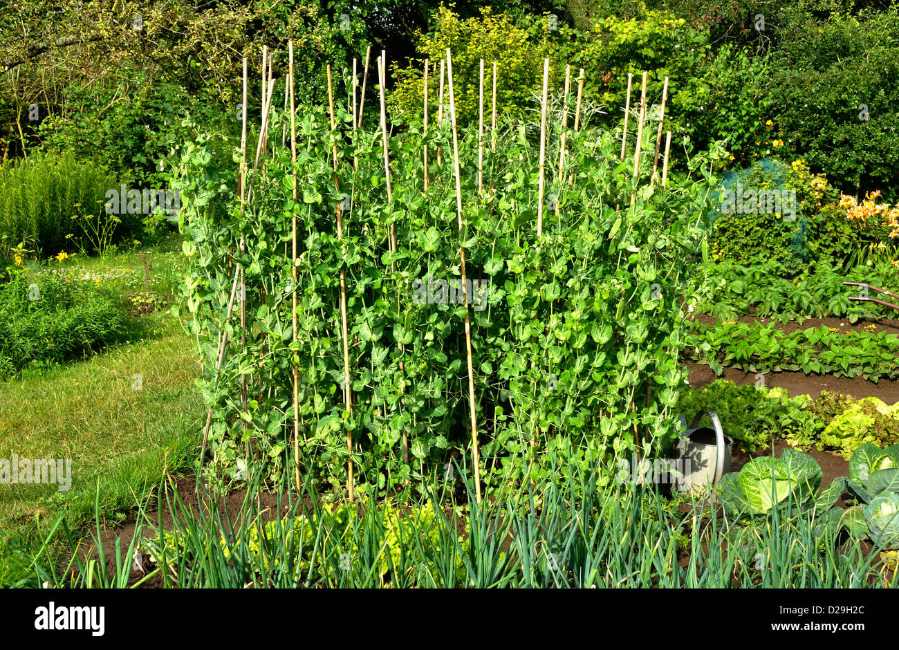 Frische Erbsen (Pisum Sativum) wächst in der pflanzlichen Zuteilung, Vielfalt: "Pois Zuckererbsen Normand, Demi-Nain', mit Bambus-Stöcken. Stockfoto