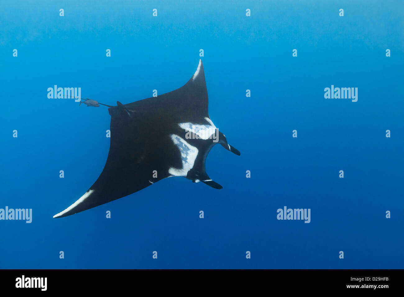 Riesige ozeanische Mantarochen (Manta Birostris) Schwimmen im Archipielago de Revillagigedo Mexiko, Rocio del Mar, Socorro Inseln Stockfoto