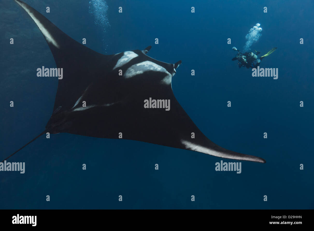 Riesige ozeanische Mantarochen, fotografiert im Wasser Weg von Archipielago de Revillagigedo, Mexiko Punta Tosca Tauchplatz Stockfoto