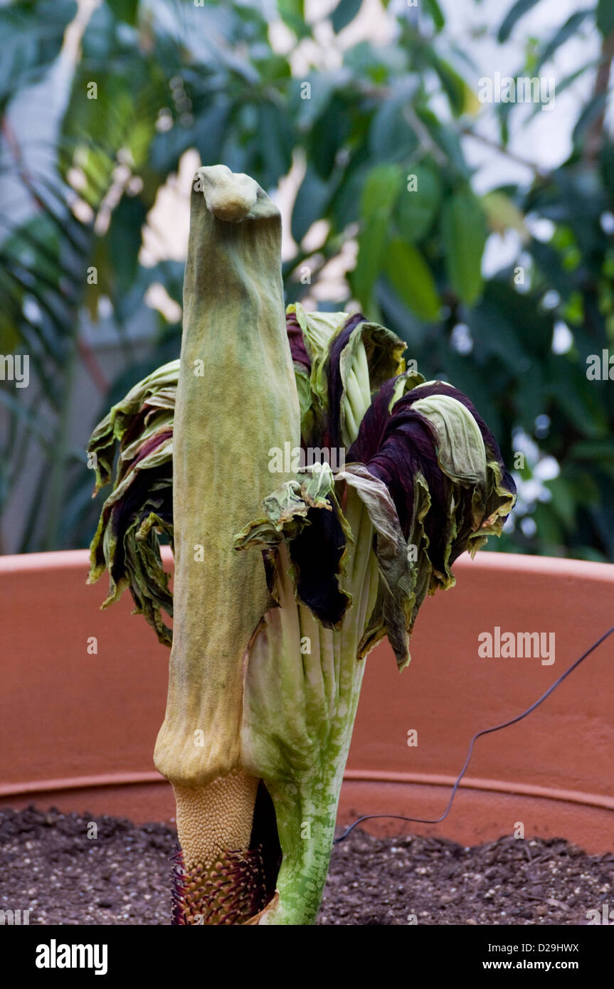 Leiche Blume Stockfoto