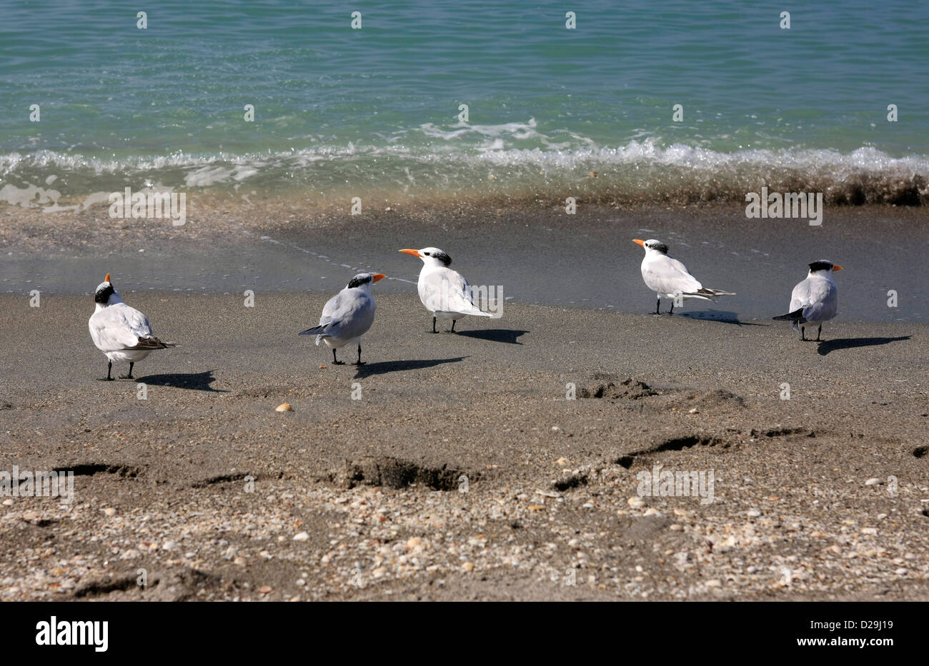 Königliche Tern (Thalasseus Maximus) gesehen, an den Stränden von Florida Stockfoto