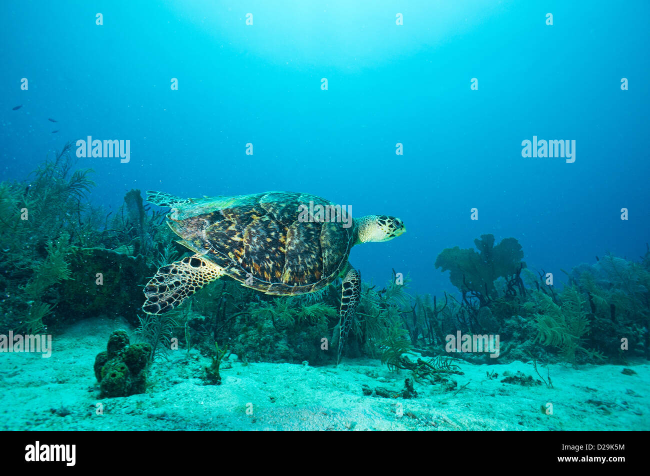 Unechte Karettschildkröte (Caretta Caretta) Unterwasser, Bayahibe, Dominikanische Republik Stockfoto