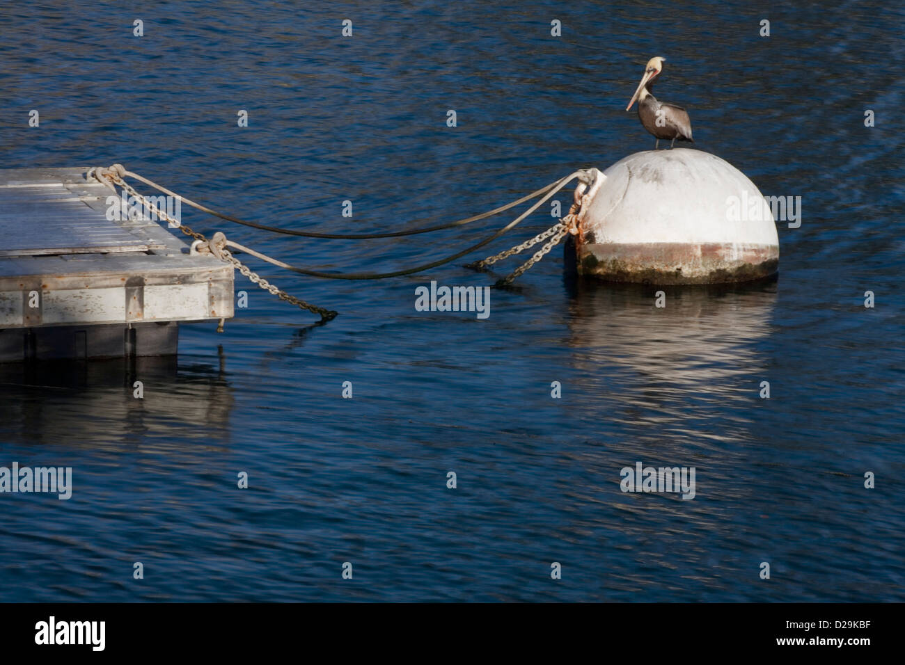 Pelikan-dock Stockfoto