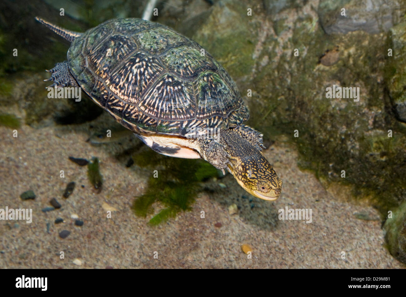 Blandings Schildkröte Stockfoto