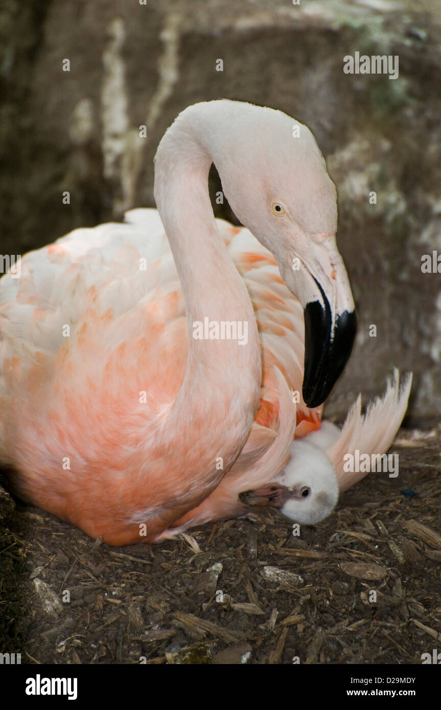 Chilenische Flamingo mit Küken Stockfoto
