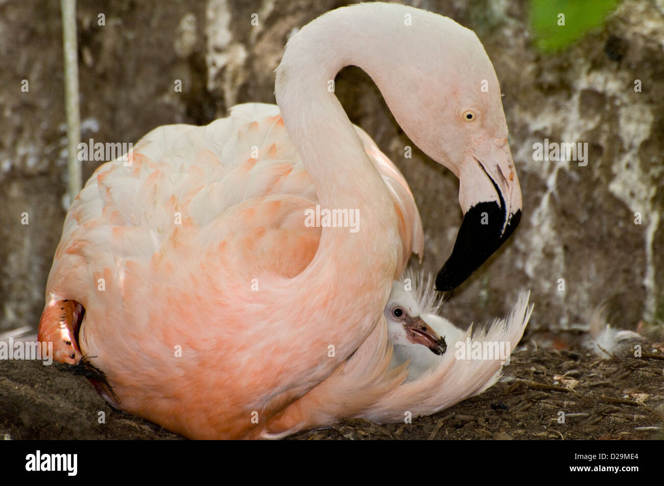 Chilenische Flamingo mit Küken Stockfoto