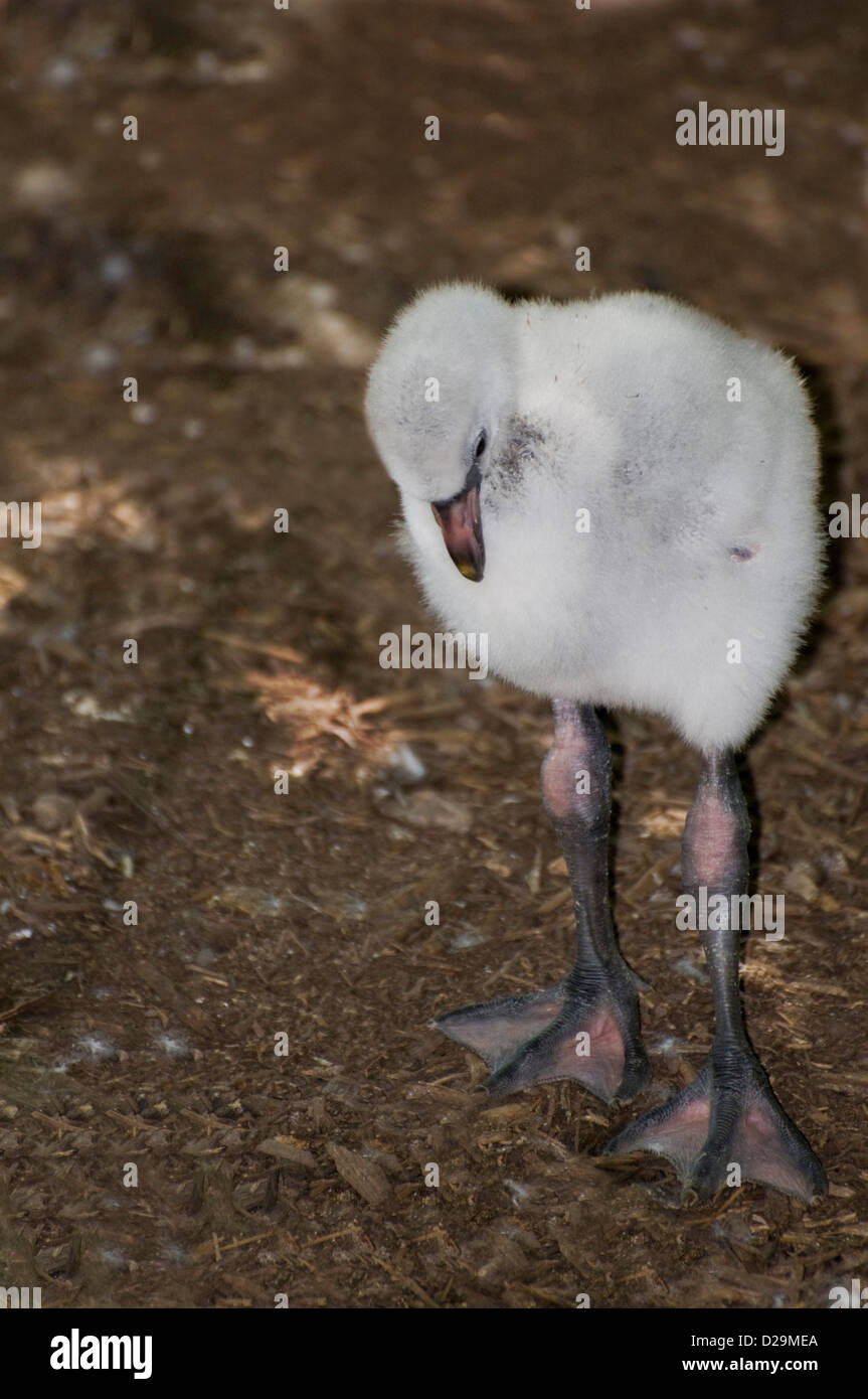 Chilenische Flamingo Küken Stockfoto
