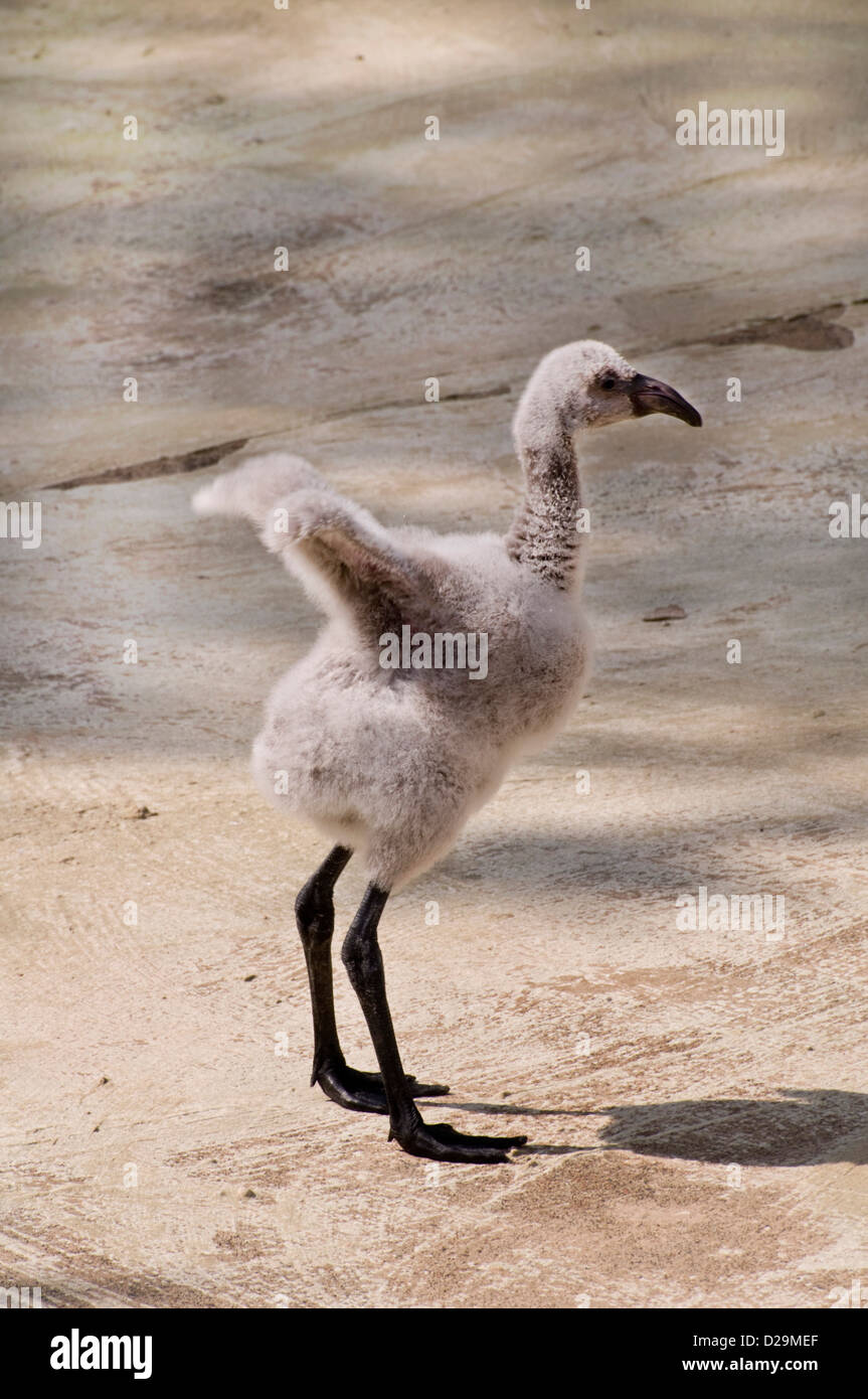Chilenische Flamingo Küken Stockfoto