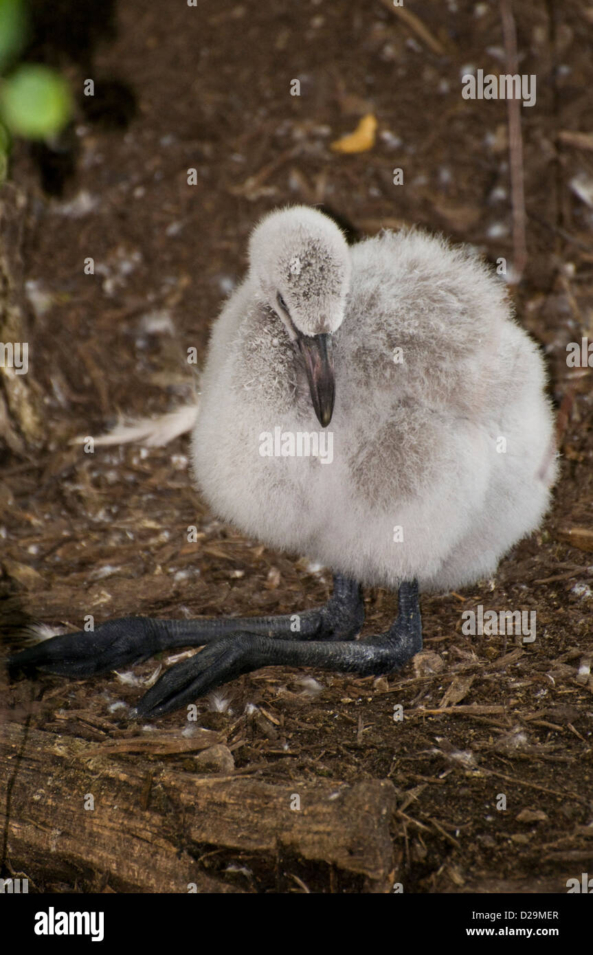 Chilenische Flamingo Küken Stockfoto