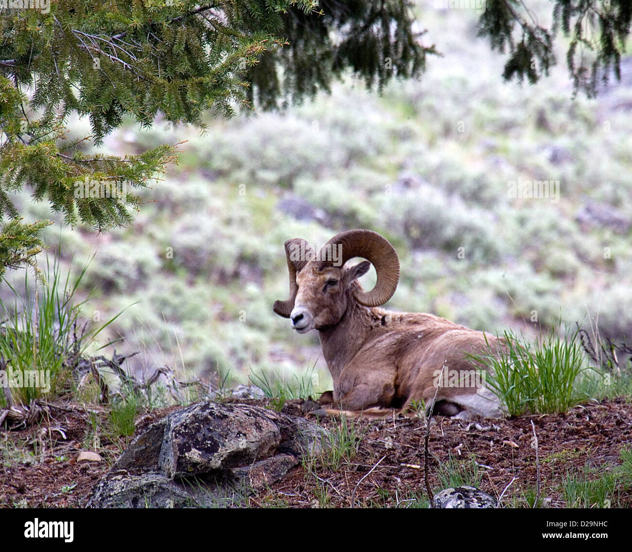 BIG HORN SCHAFE Stockfoto