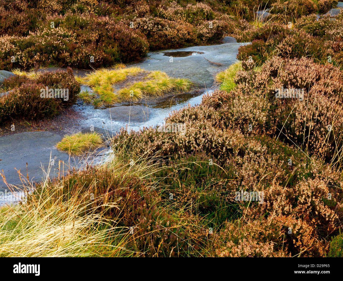 Heather wächst im Spätherbst Burbage Brücke in der Nähe von Hathersage im Peak District Nationalpark Derbyshire England Stockfoto