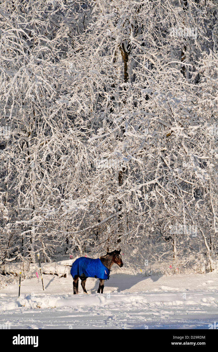 Pferde im Schnee. Wisconsin Stockfoto