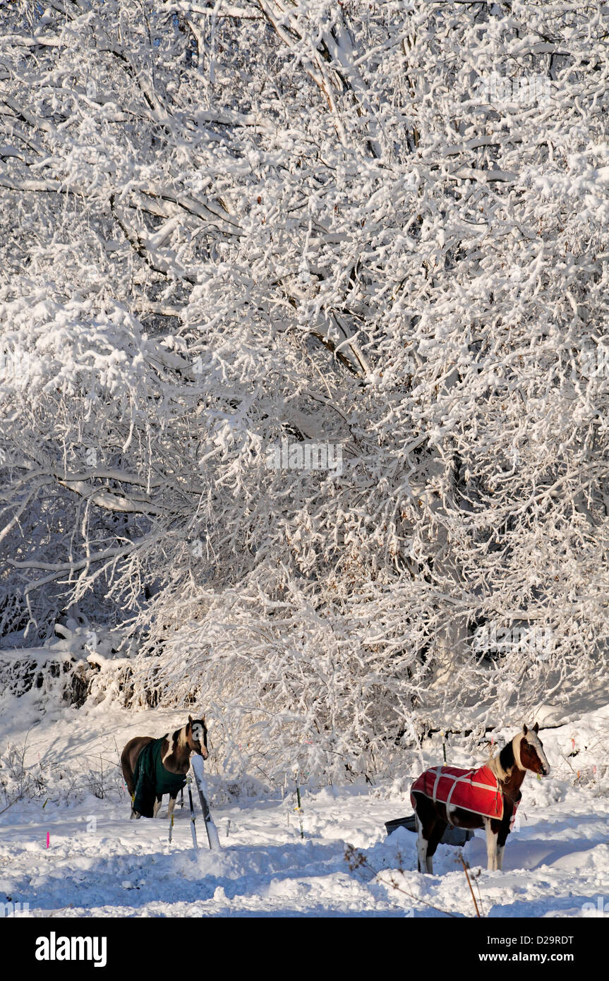 Pferde im Schnee. Wisconsin Stockfoto