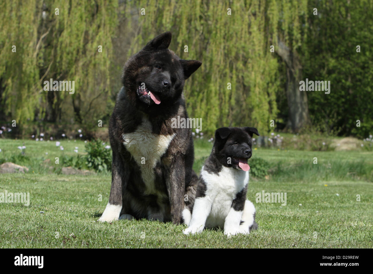 American Akita Hund / großer japanischer Hund Erwachsene und Welpen