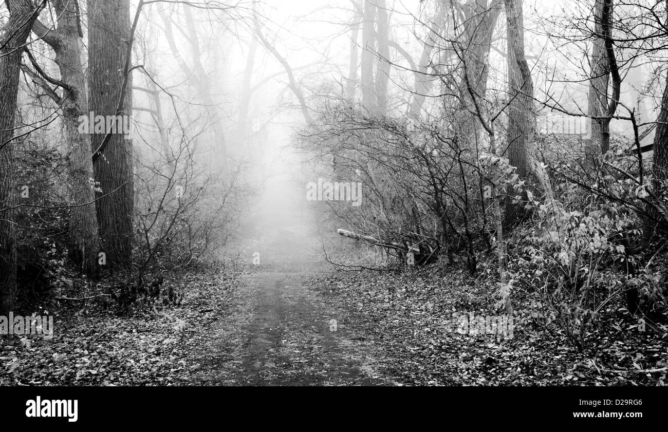 Waldweg im Nebel Stockfoto