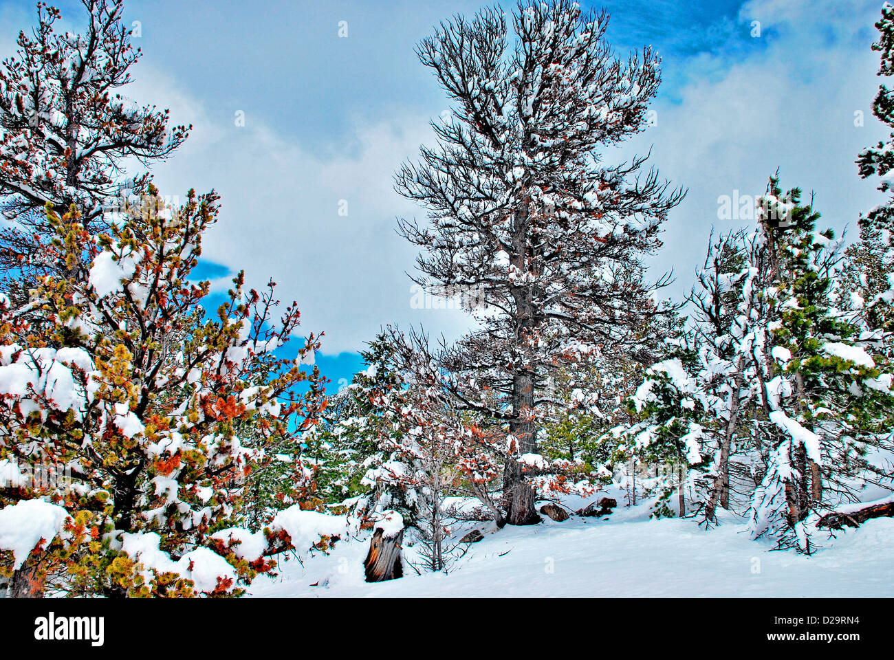 Schneebedeckte Nadelbäume, Rockies Stockfoto