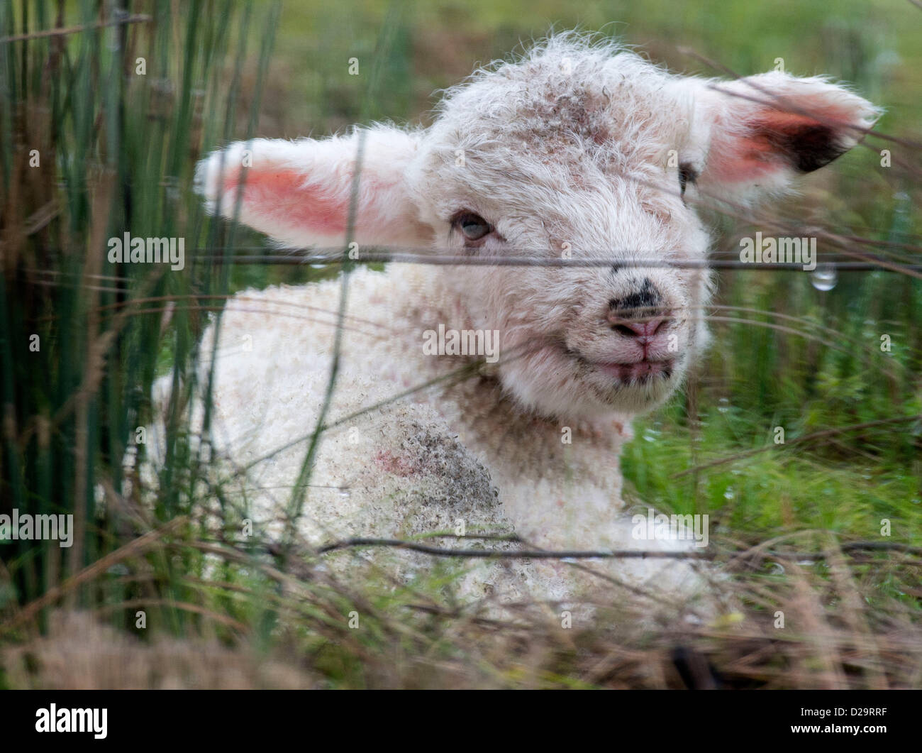 17. Januar 2013 - Wilbur, Oregon, USA - sitzt ein Neugeborenes Lamm feuchten Gras entlang einen Zaun in einen Acker in der Nähe der südwestlichen Oregon Landgemeinde von Wilbur. Wie viele Weidetiere können Neugeborene Schafe laufen und Rennen nur kurze Zeit nach der Geburt. (Bild Kredit: Kredit: Robin Loznak/ZUMAPRESS.com/Alamy live-Nachrichten) Stockfoto