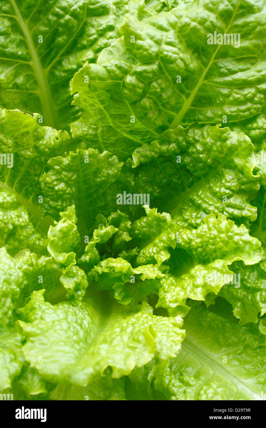 Salat-Nahaufnahme Stockfoto