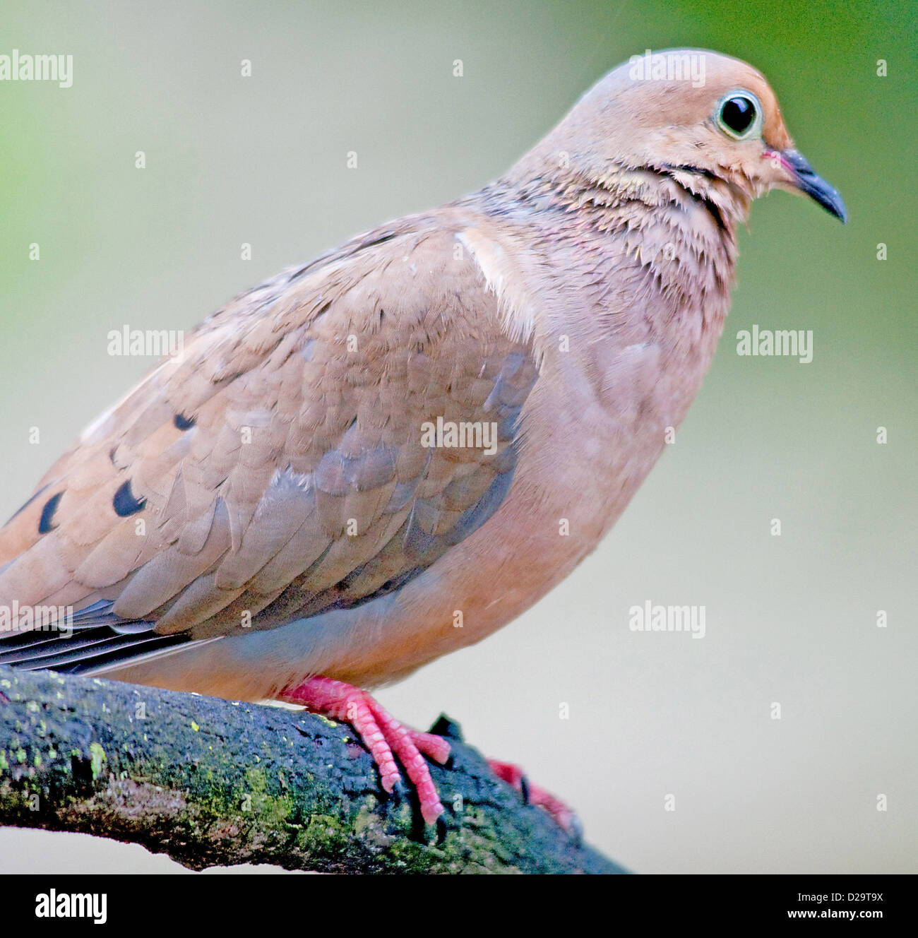 Mourning Dove Stockfoto