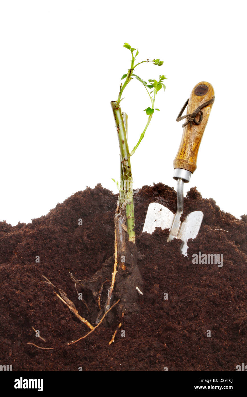 Pflanzung einen jungen Rosenbusch im Boden mit einer Kelle Garten Stockfoto