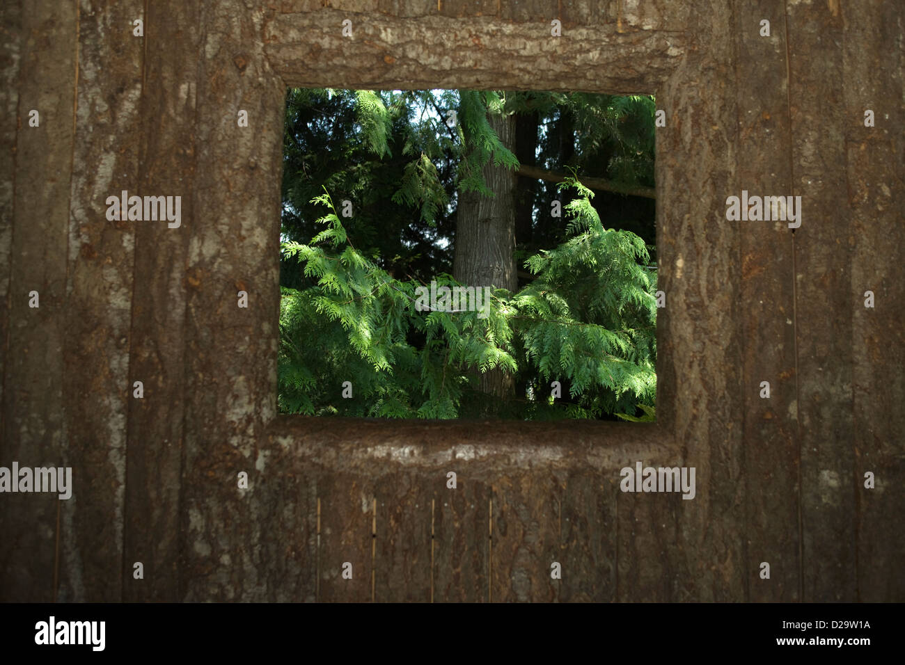 FIR TREE WALDBLICK HOLZHÜTTE FENSTERRAHMEN Stockfoto