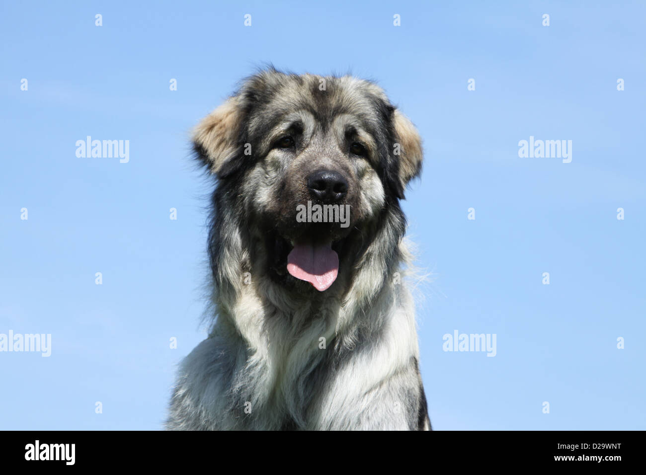 Sarplaninac Hund / jugoslawischen Schäfer / Charplaninatz Erwachsenen Porträt Stockfoto