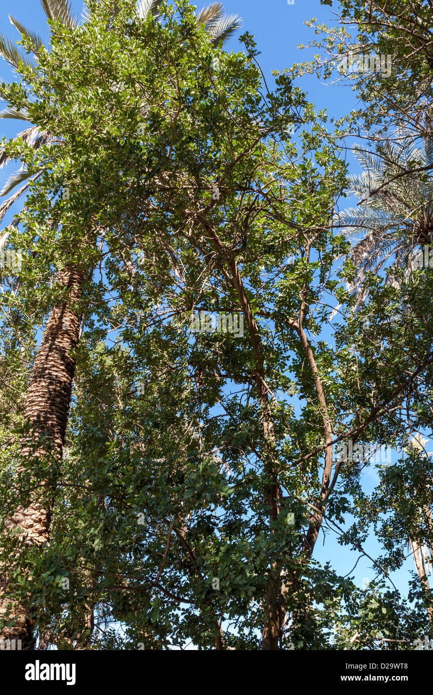 Johannisbrotbaum, Palmery & Agrarland, Souss Tal, Taroudant, Marokko Stockfoto