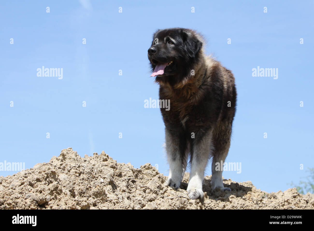 Sarplaninac Hund / jugoslawischen Schäfer / Charplaninatz Erwachsene stehen auf dem Boden Stockfoto