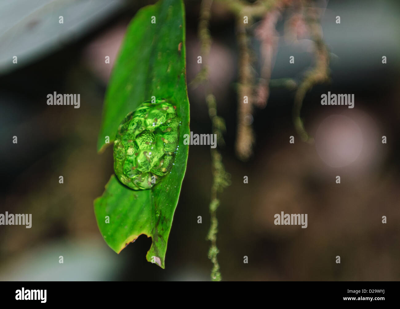 Gelege von wahrscheinlich, staubigen Glas Frosch (Hyalinobatrachium Pulveratum) auf der Oberseite eines Blattes über das Wasser. Stockfoto