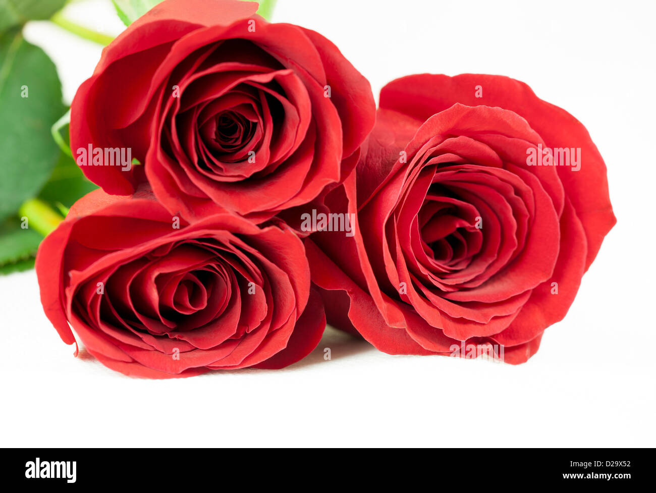 Drei rote Rosen auf weißem Hintergrund. Stockfoto