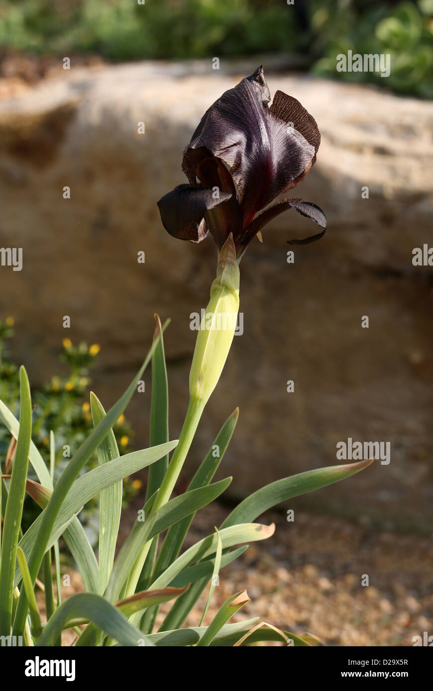 Schwarze Iris, Iris Nigricans, Iridaceae. Jordanien. Die nationale Blume von Jordanien. Stockfoto