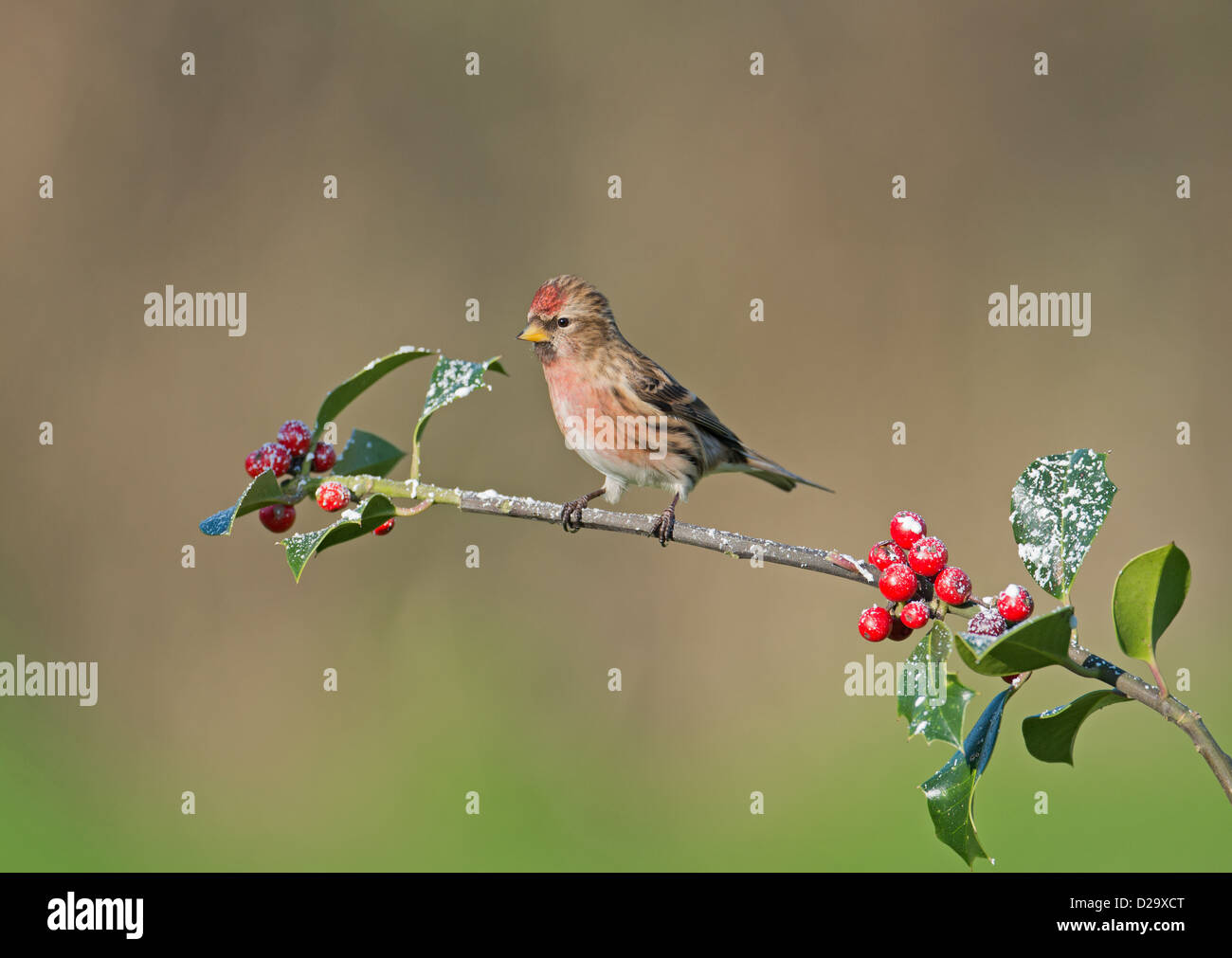 Weniger männliche Redpoll. (Zuchtjahr Cabaret) Thront auf schneebedeckten Holly Beeren. Winter. UK Stockfoto