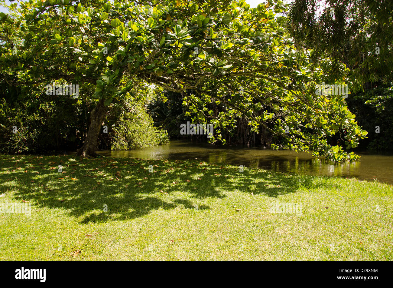Baum in der Nähe des Sees Stockfoto