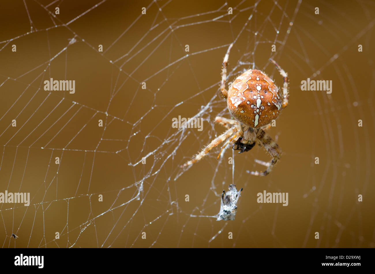 Kreuz Orbweaver, europäischen Garten Spinne im Netz mit Beute / Araneus Diadematus Stockfoto