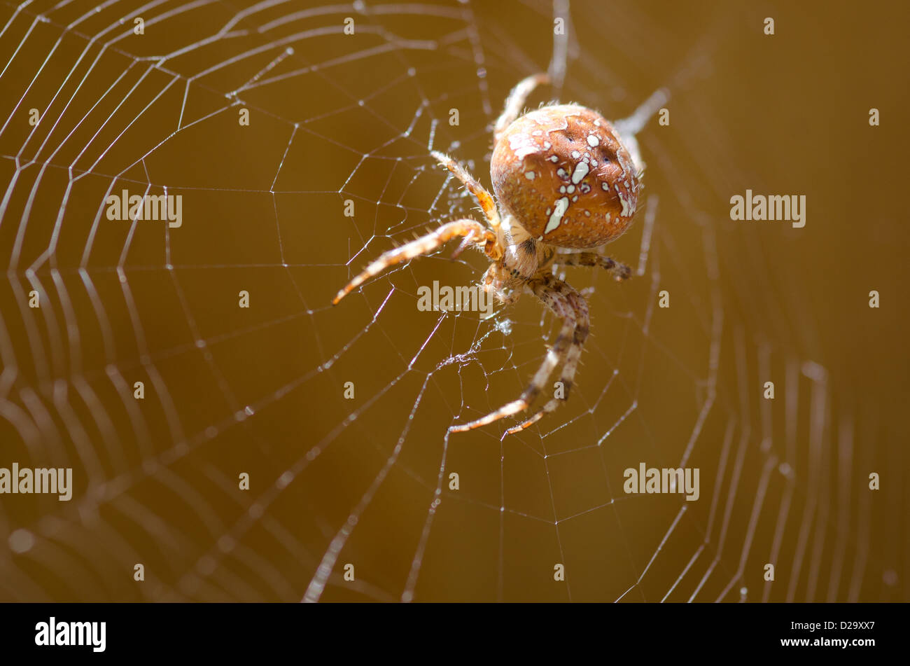Kreuz Orbweaver, europäischen Garten Spinne im Netz / Araneus Diadematus Stockfoto