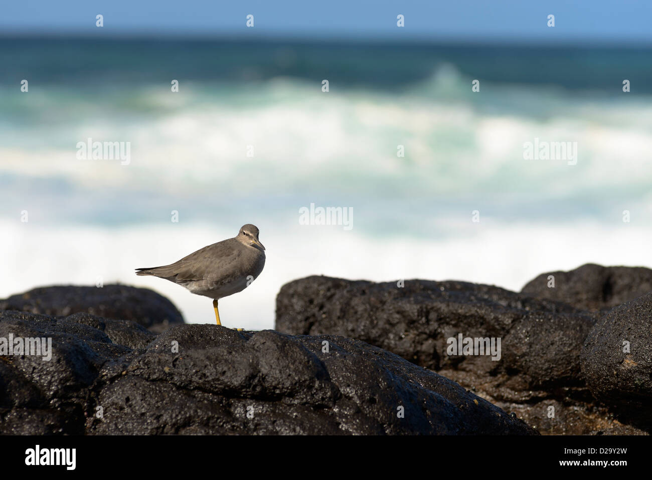 Wandernde Tattler (Heteroscelus Incanus), Kauai, Hawaii, USA Stockfoto