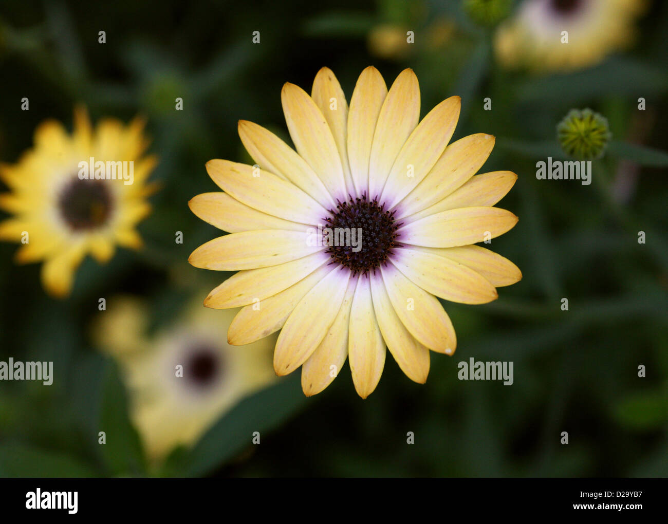 Afrikanische oder Cape Daisy, Osteospermum "Buttermilch", Asteraceae. Kap-Provinz, Südafrika. Stockfoto