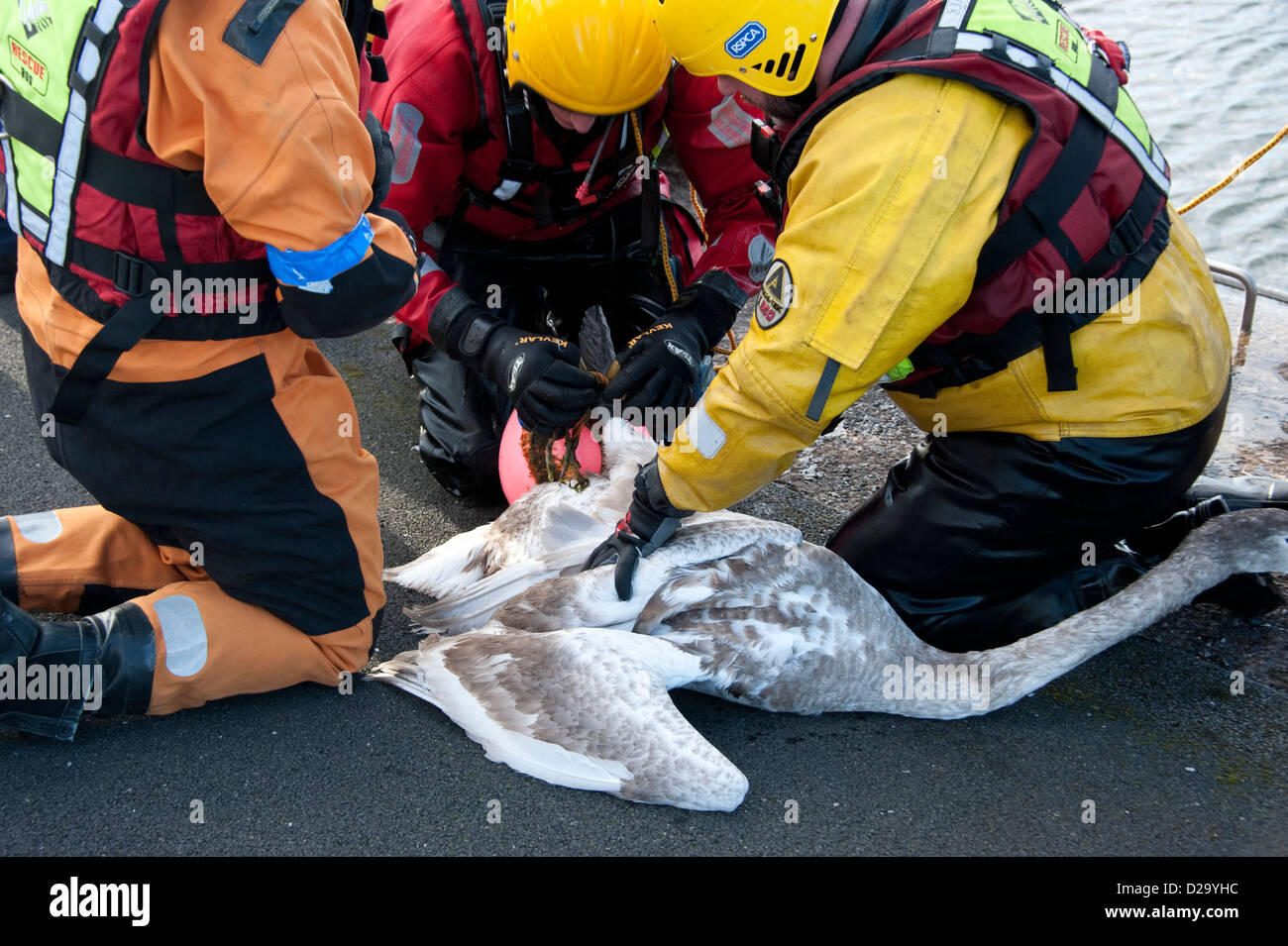 Feuerwehr Hilfe RSPCA Release gefangen Schwan aus Seil Stockfoto