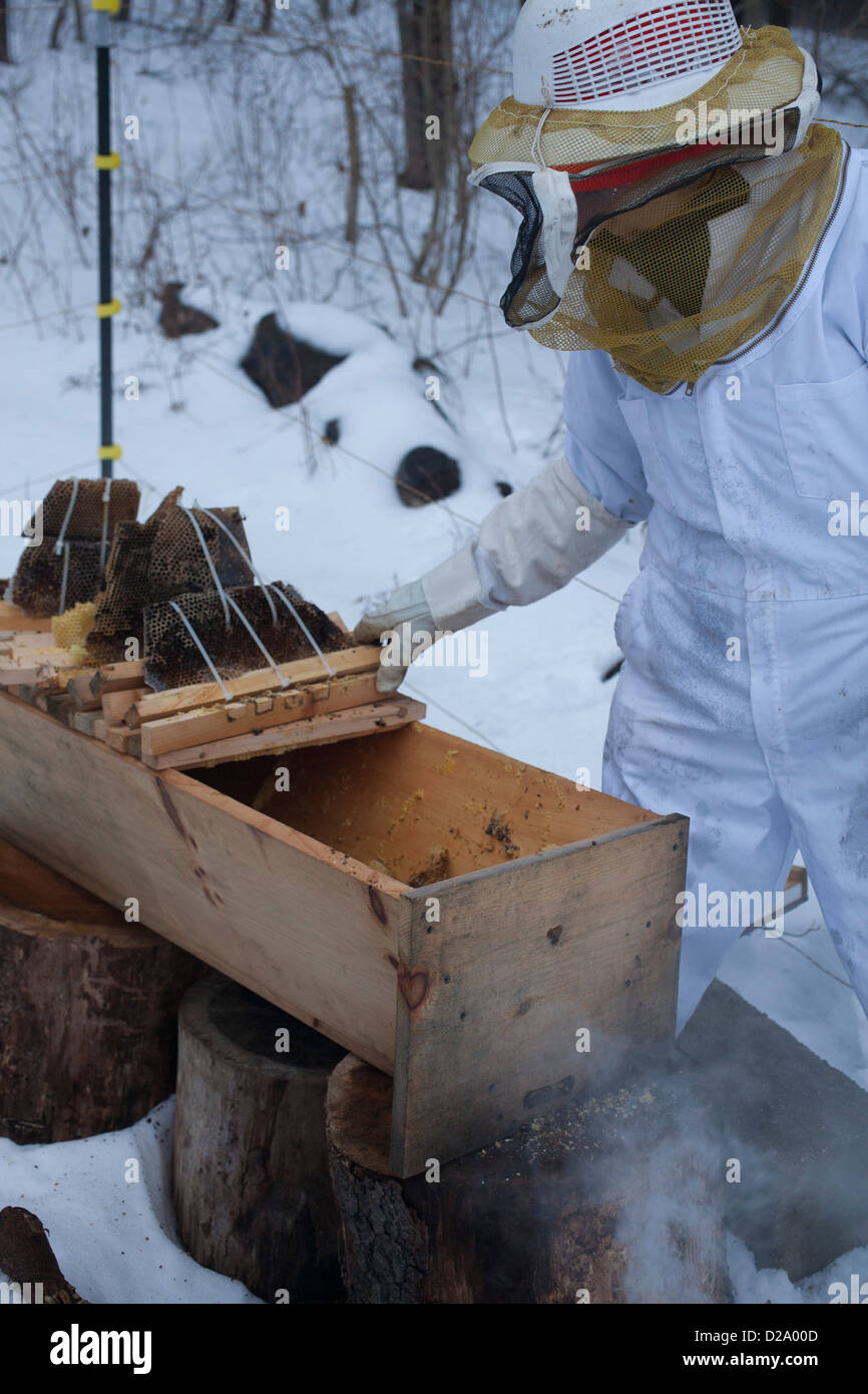 Frau Imker entfernt fehlgeschlagene Bienenvolk im Winter.  Beachten Sie die geschwärzten Kamm von Top Bar Hive. Stockfoto