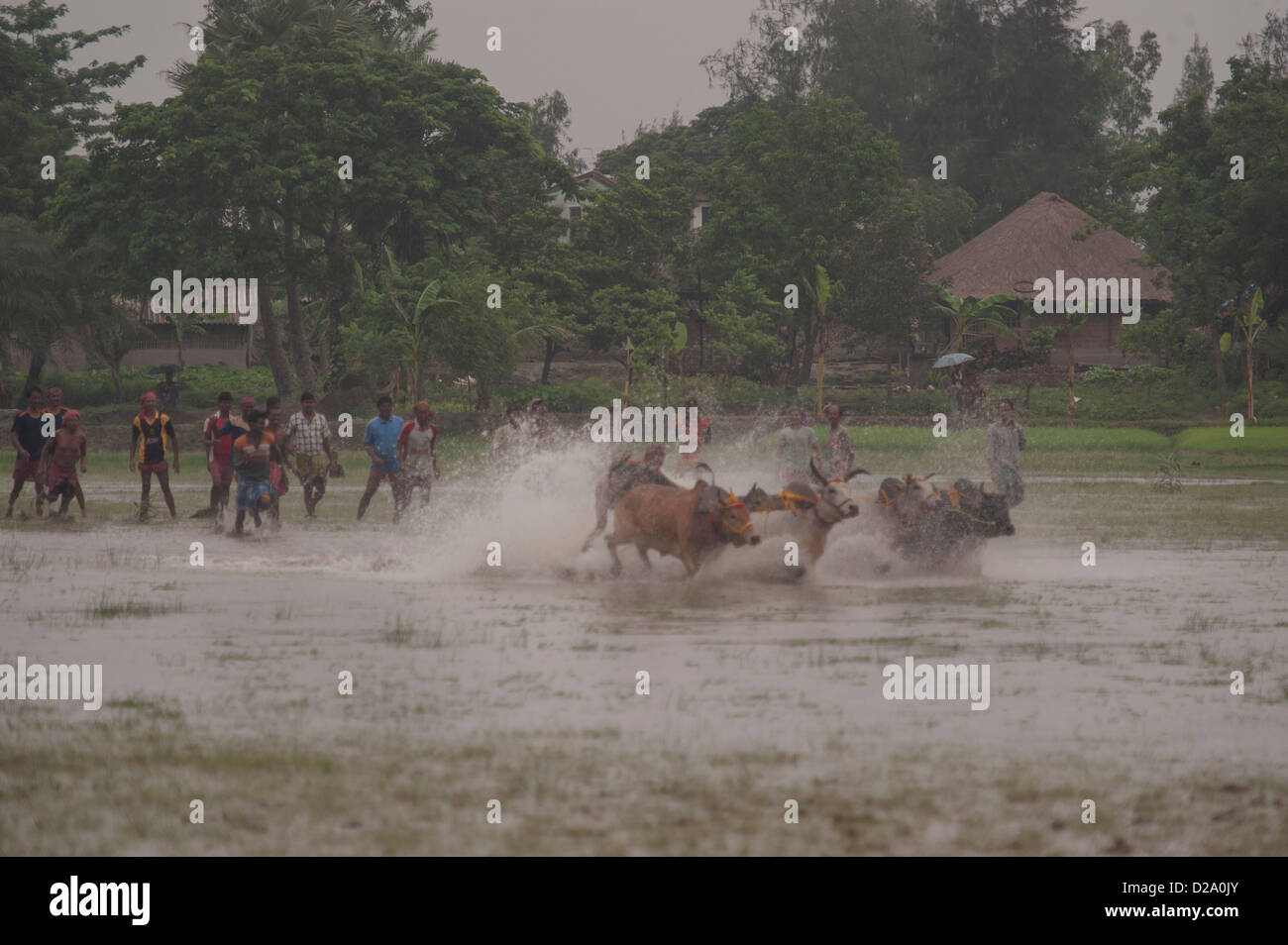 Bull Race Szene & das Dorf Herobhanga-der Ort-das weite Feld der Paddy in der Monsun-Dusche & hektischer Aktivität der Dorfbewohner. Stockfoto