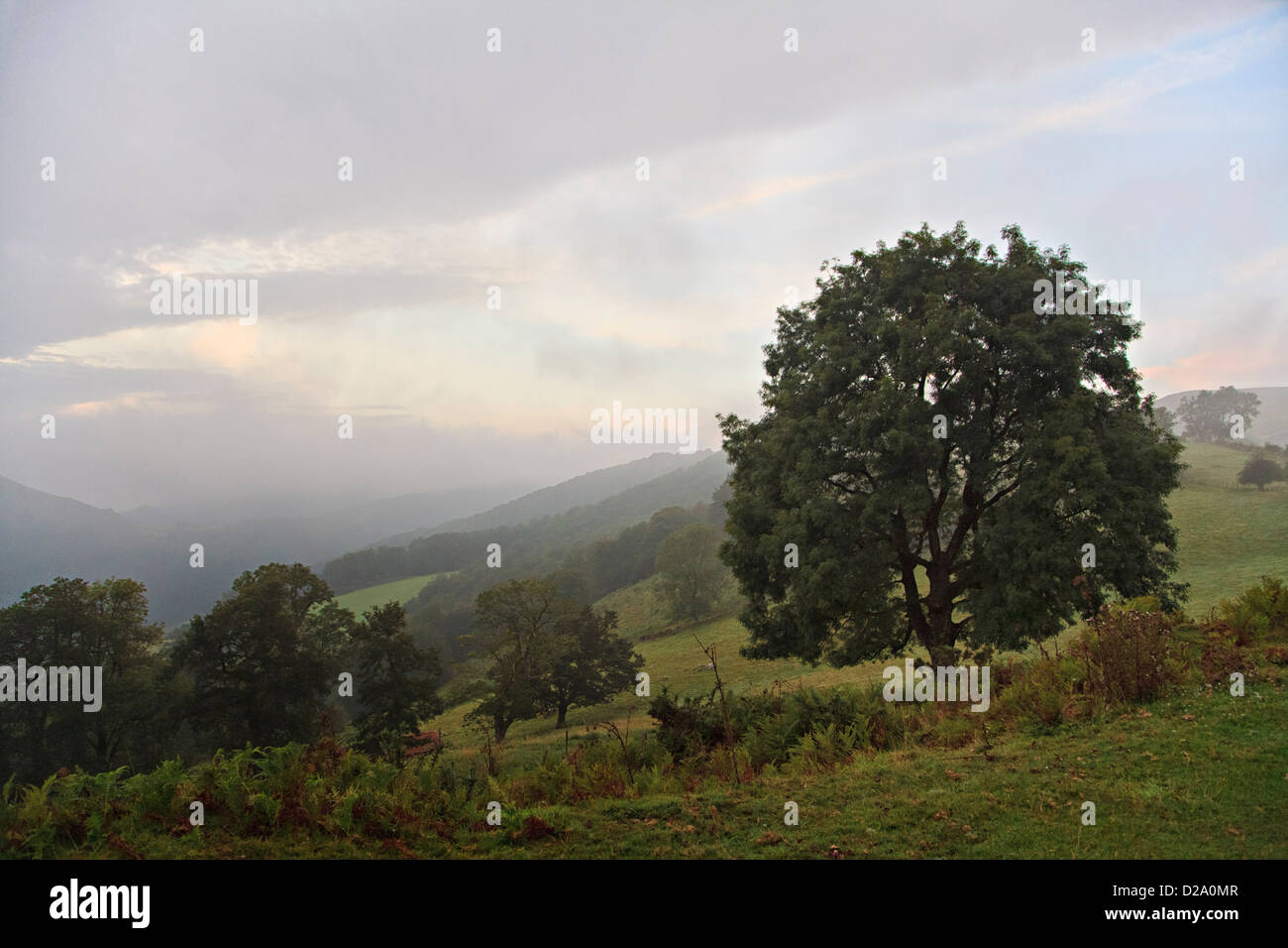 nebligen Morgen Vielha, Blick über das Tal und die grünen Felder und Bäume entlang der Straße Camino. Stockfoto